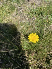 Hypochaeris radicata