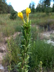 Oenothera