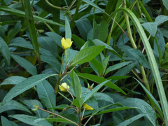 Ludwigia peploides