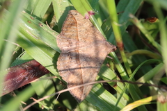 Anticarsia gemmatalis