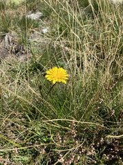 Hypochaeris radicata