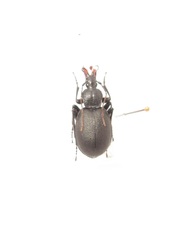 Cychrus caraboides