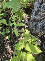 Circaea canadensis
