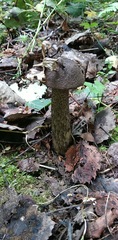 Leccinum scabrum melaneum