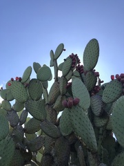 Opuntia