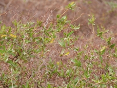 Muehlenbeckia sagittifolia