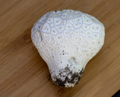 Calbovista subsculpta