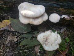 Lentinellus