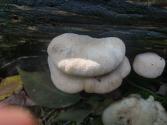 Lentinellus