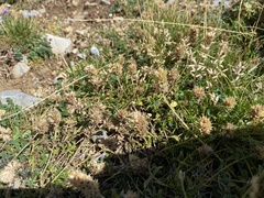 Sideritis hyssopifolia