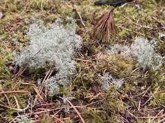 Cladonia portentosa