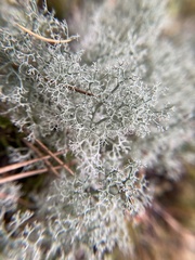 Cladonia portentosa
