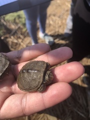 Malaclemys terrapin terrapin