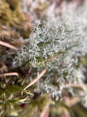 Cladonia portentosa