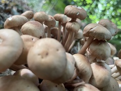 Desarmillaria tabescens