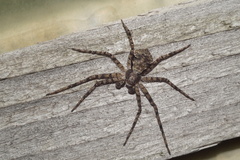 Philodromus margaritatus