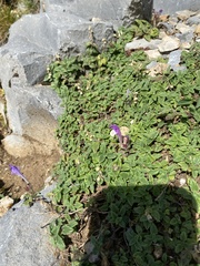 Scutellaria alpina