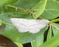 Cyclophora myrtaria