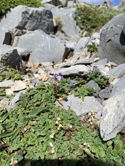 Scutellaria alpina