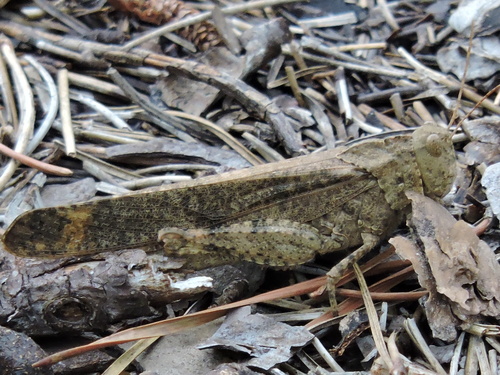 Carolina grasshopper