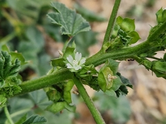 Malva parviflora