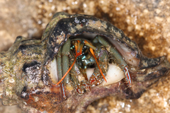 Clibanarius erythropus