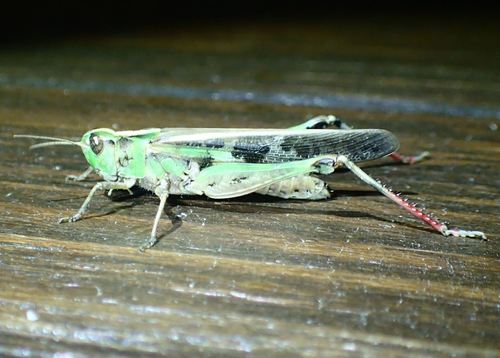 Slender Green-winged Grasshopper