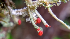 Cladonia bellidiflora