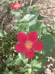 Hibiscus martianus