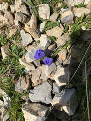 Gentianopsis ciliata ciliata