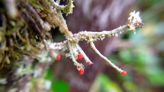 Cladonia bellidiflora