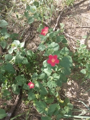 Hibiscus martianus