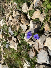 Gentianopsis ciliata ciliata