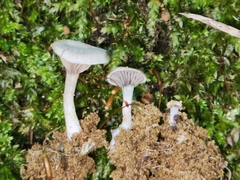 Rhodocybe