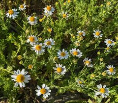 Anthemis cotula