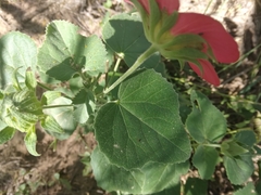 Hibiscus martianus