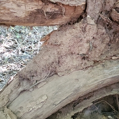 Reticulitermes flavipes