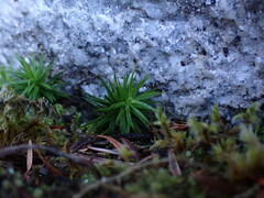 Polytrichum formosum