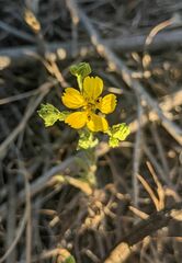 Deinandra pentactis