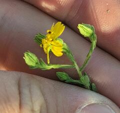 Deinandra pentactis