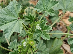 Malva parviflora