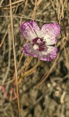Clarkia cylindrica