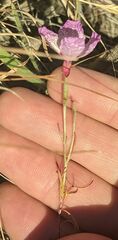 Clarkia cylindrica