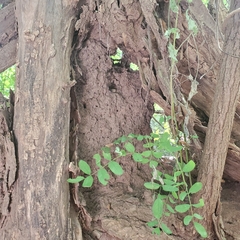 Reticulitermes flavipes