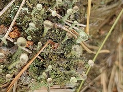 Cladonia gracilis