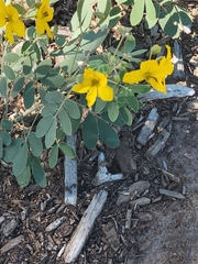 Senna