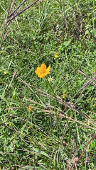 Coreopsis