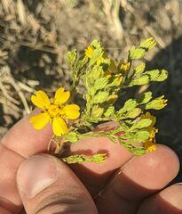 Deinandra pentactis