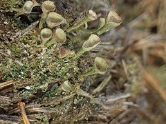 Cladonia gracilis