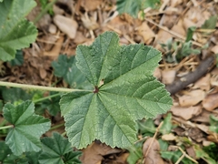 Malva parviflora